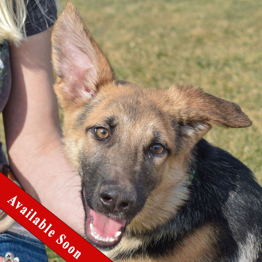 Dog for Adoption - Karmen, a German Shepherd Dog in Evergreen Park, IL ...