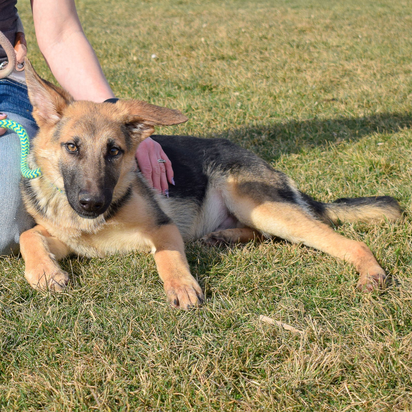 Dog for Adoption - Karmen, a German Shepherd Dog in Evergreen Park, IL ...