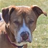 adoptable Dog in huntley, IL named Springs