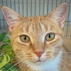 adoptable Cat in Huntley, IL named Honeycomb