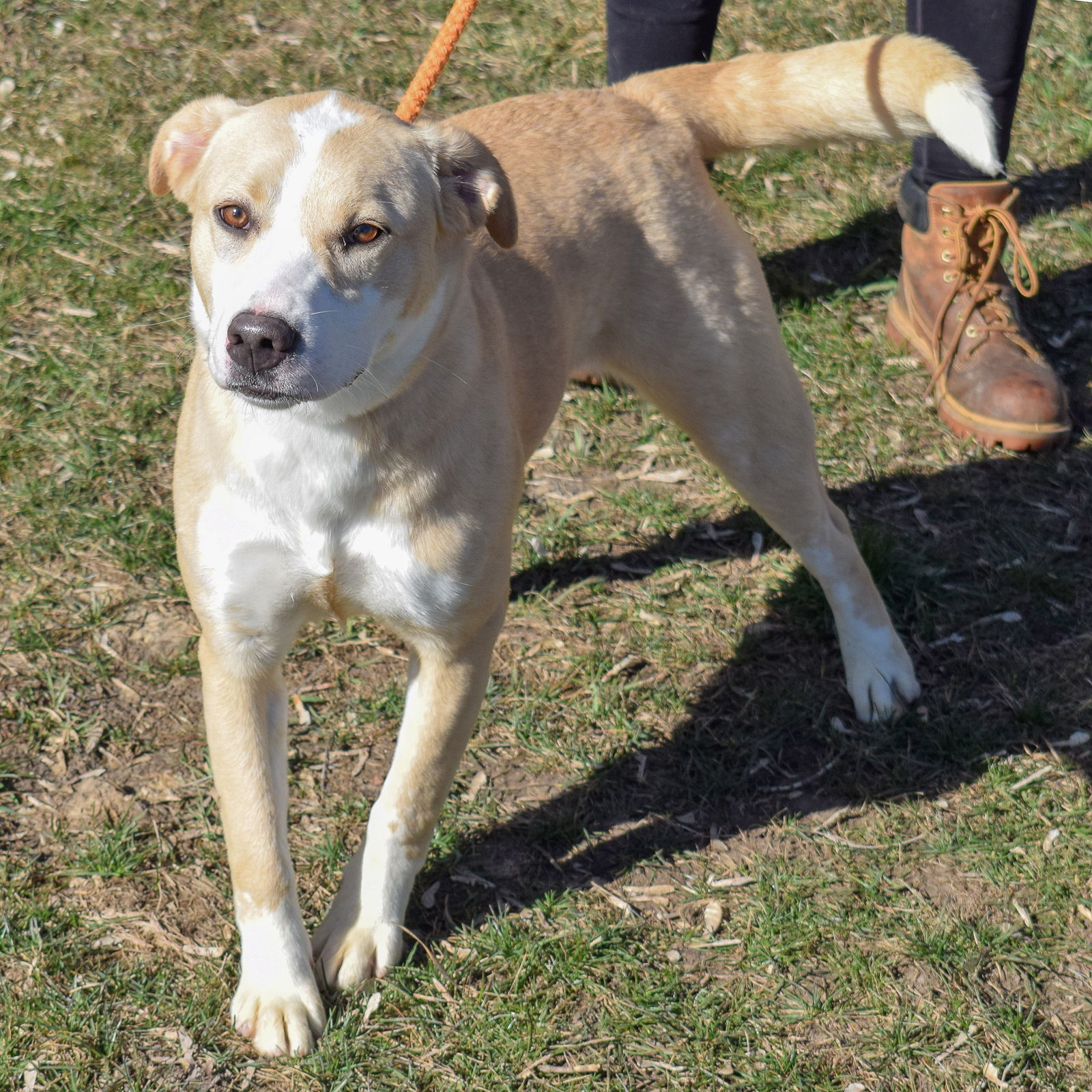 Dog for Adoption - Latte, a Yellow Labrador Retriever in South Elgin ...