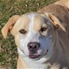 adoptable Dog in huntley, IL named Latte