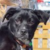 adoptable Dog in , IL named Maggie
