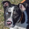 adoptable Dog in , IL named Marbles