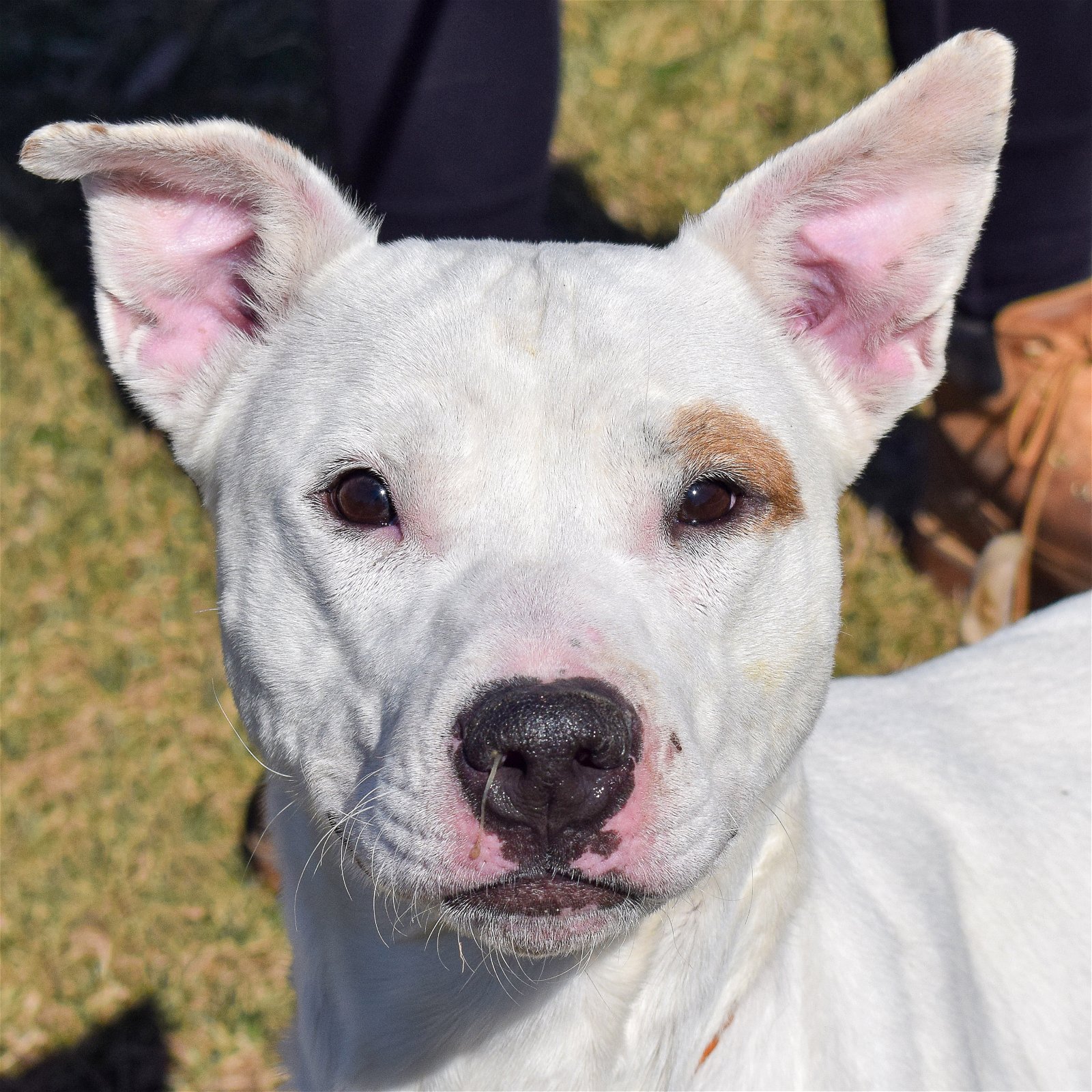 adoptable Dog in Huntley, IL named Sunny