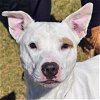 adoptable Dog in huntley, IL named Sunny