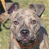 adoptable Dog in huntley, IL named Tootsie Roll