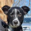 adoptable Dog in huntley, IL named Pickles