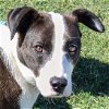 adoptable Dog in huntley, IL named Bessie