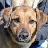 adoptable Dog in huntley, IL named Shirley