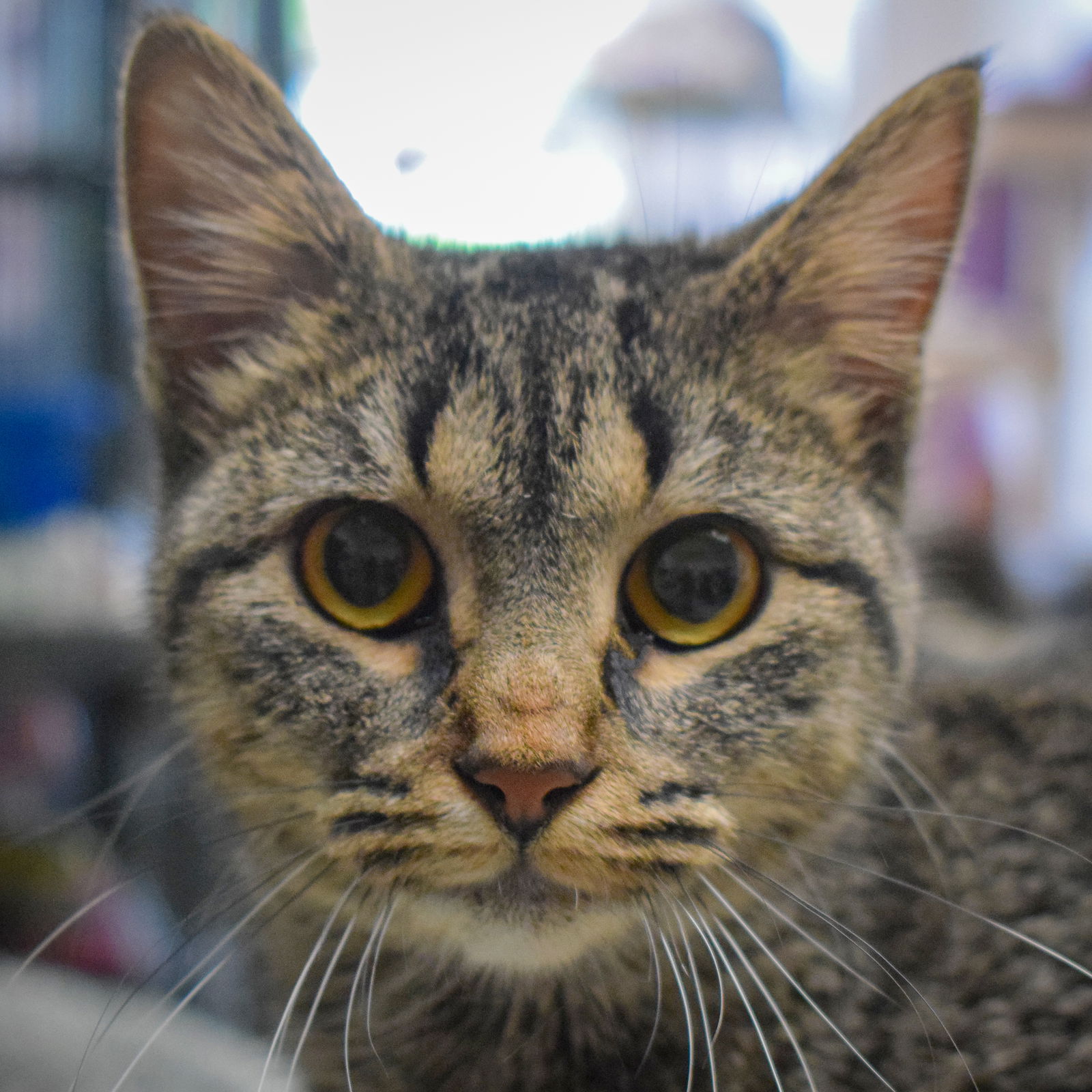 adoptable Cat in Huntley, IL named Bella