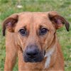 adoptable Dog in huntley, IL named Wrigley