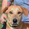 adoptable Dog in huntley, IL named Buffy