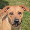 adoptable Dog in , IL named Holly