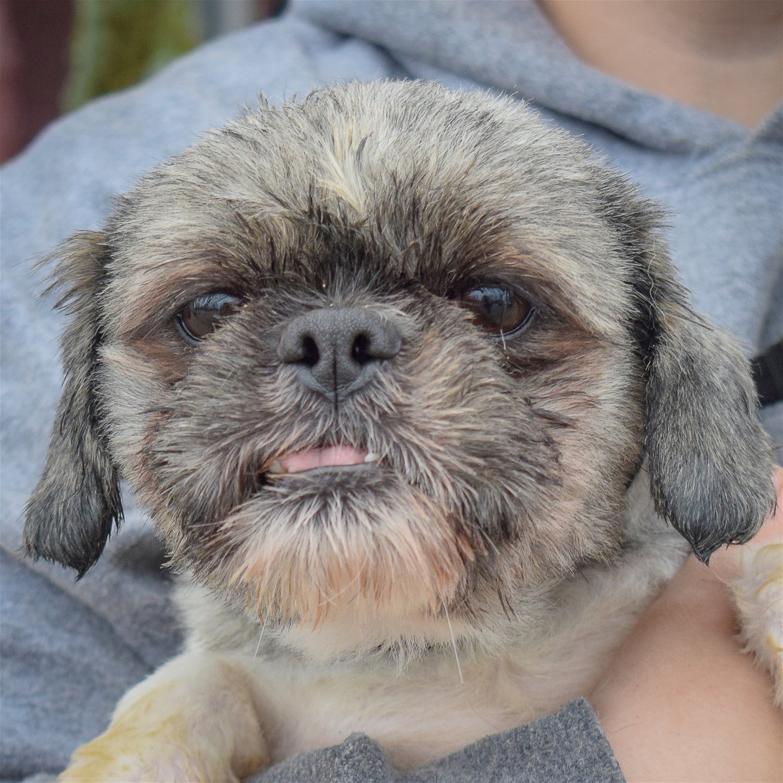 adoptable Dog in Huntley, IL named Derek