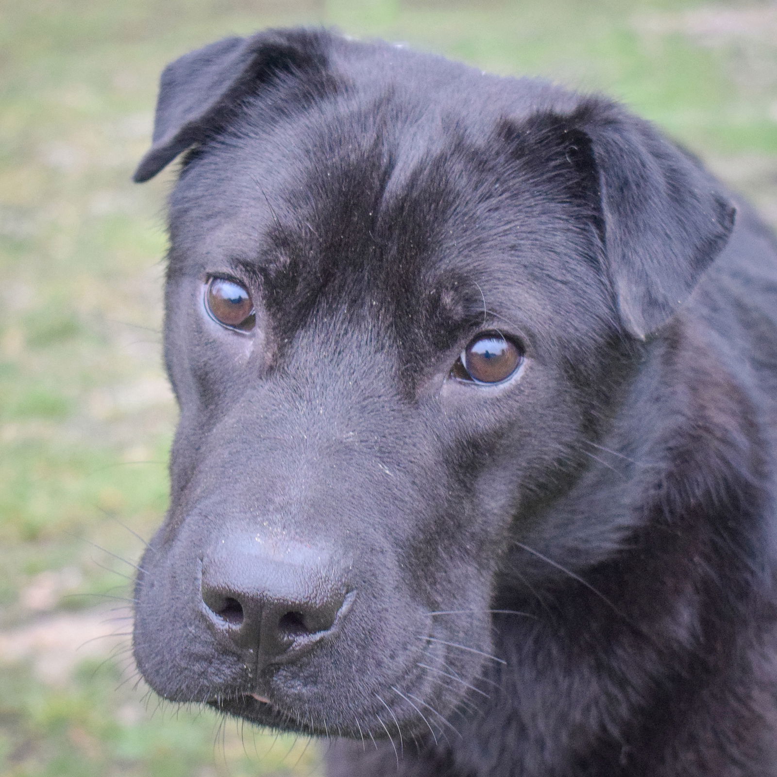 adoptable Dog in Huntley, IL named Holt