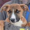 adoptable Dog in , IL named Lilah
