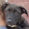 adoptable Dog in , IL named Louie