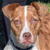 adoptable Dog in huntley, IL named Stella