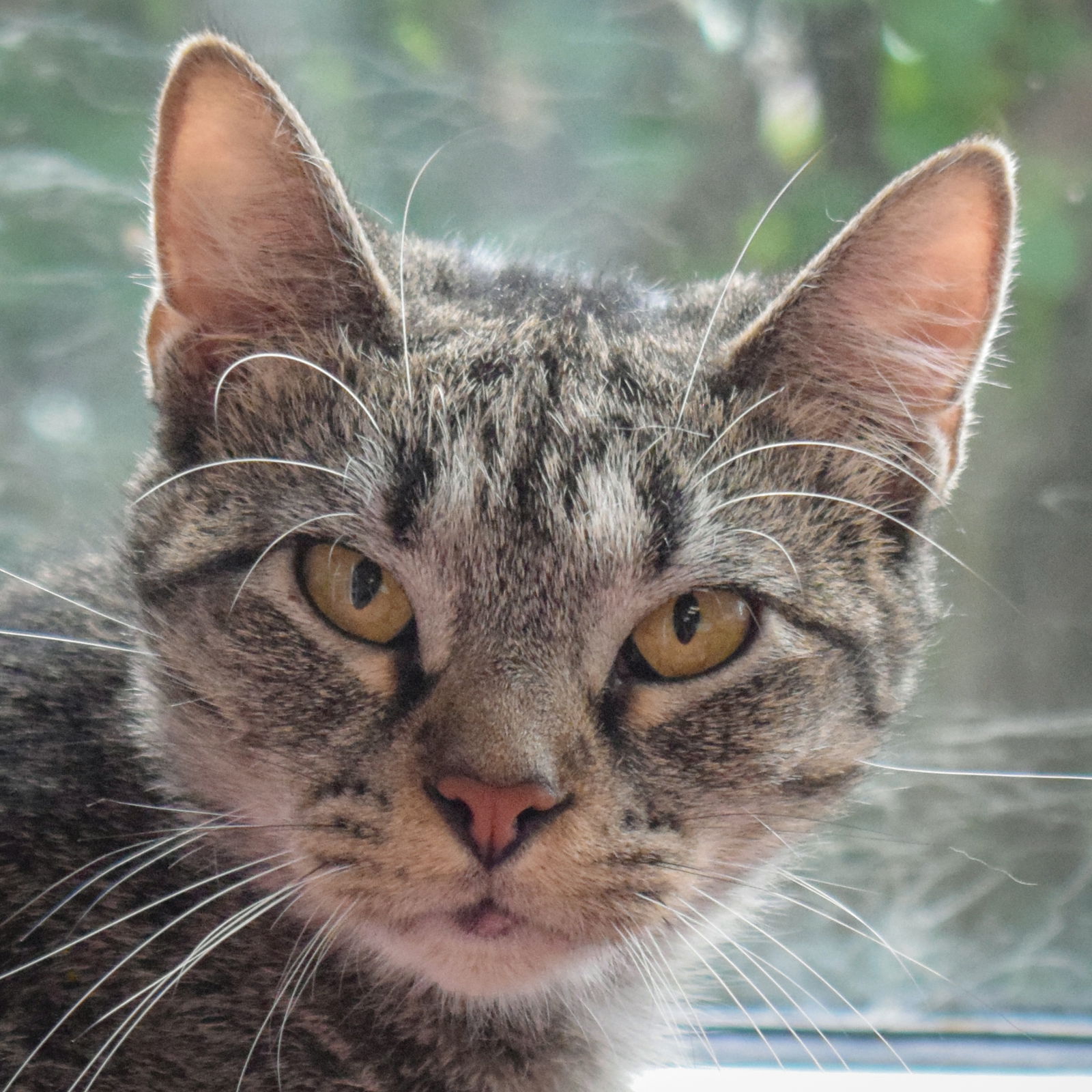 adoptable Cat in Huntley, IL named Jenn