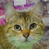 adoptable Cat in  named Ashley