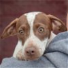adoptable Dog in huntley, IL named Viviana
