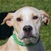 adoptable Dog in huntley, IL named Oscar