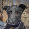 adoptable Dog in huntley, IL named Cupid