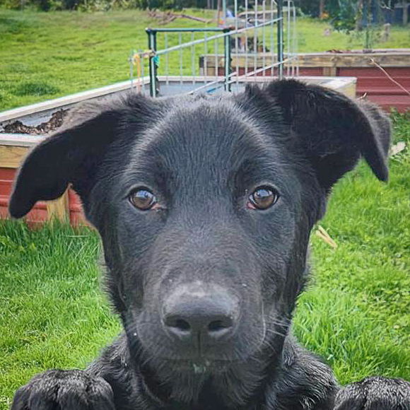 adoptable Dog in Huntley, IL named Cupid