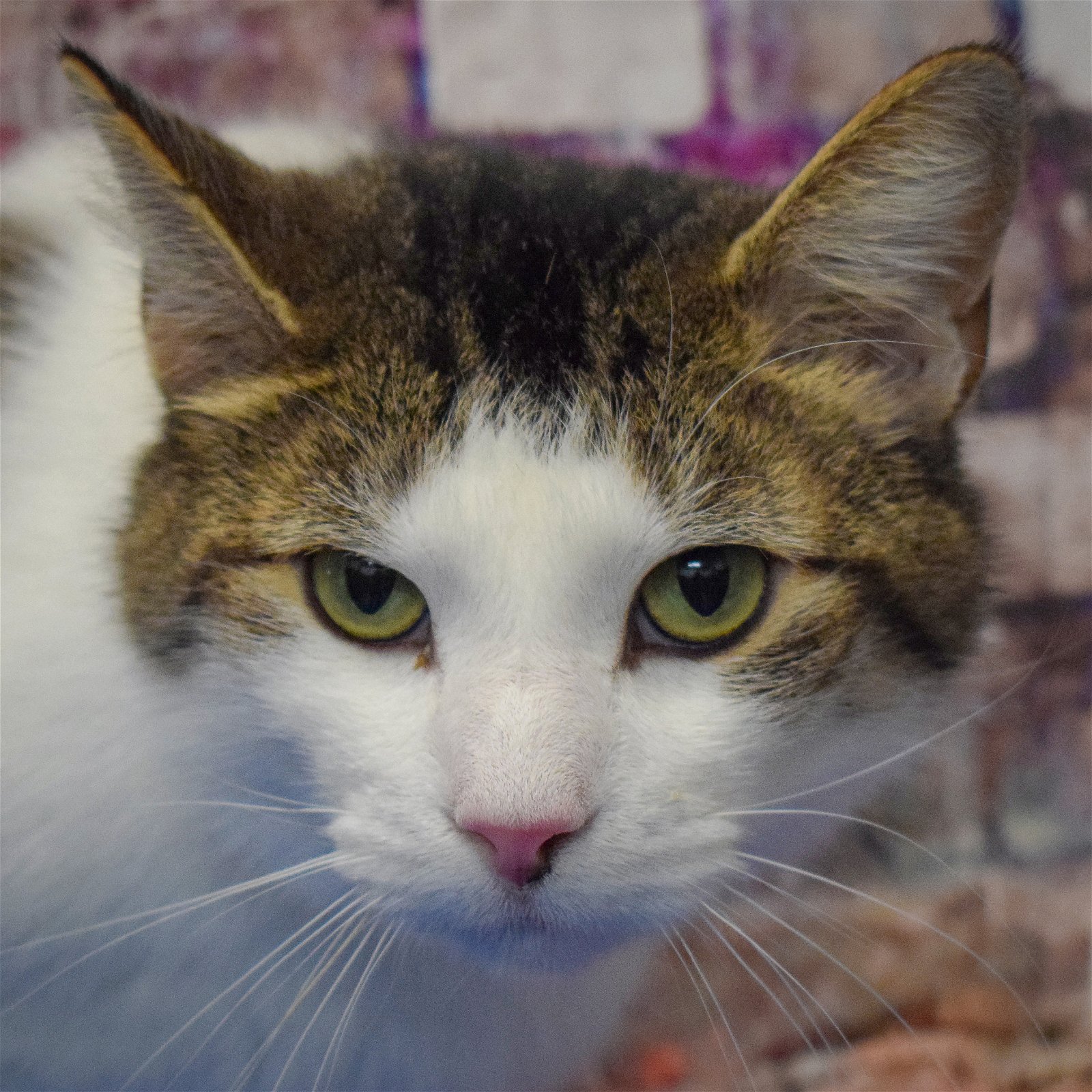adoptable Cat in Huntley, IL named Brock