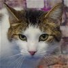 adoptable Cat in huntley, IL named Brock