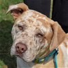 adoptable Dog in huntley, IL named Handsome