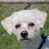 adoptable Dog in huntley, IL named Q Tip