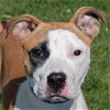 adoptable Dog in huntley, IL named Trail Mix