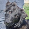 adoptable Dog in , IL named Kentucky