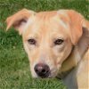 adoptable Dog in huntley, IL named Susan