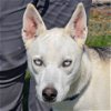 adoptable Dog in huntley, IL named Sky