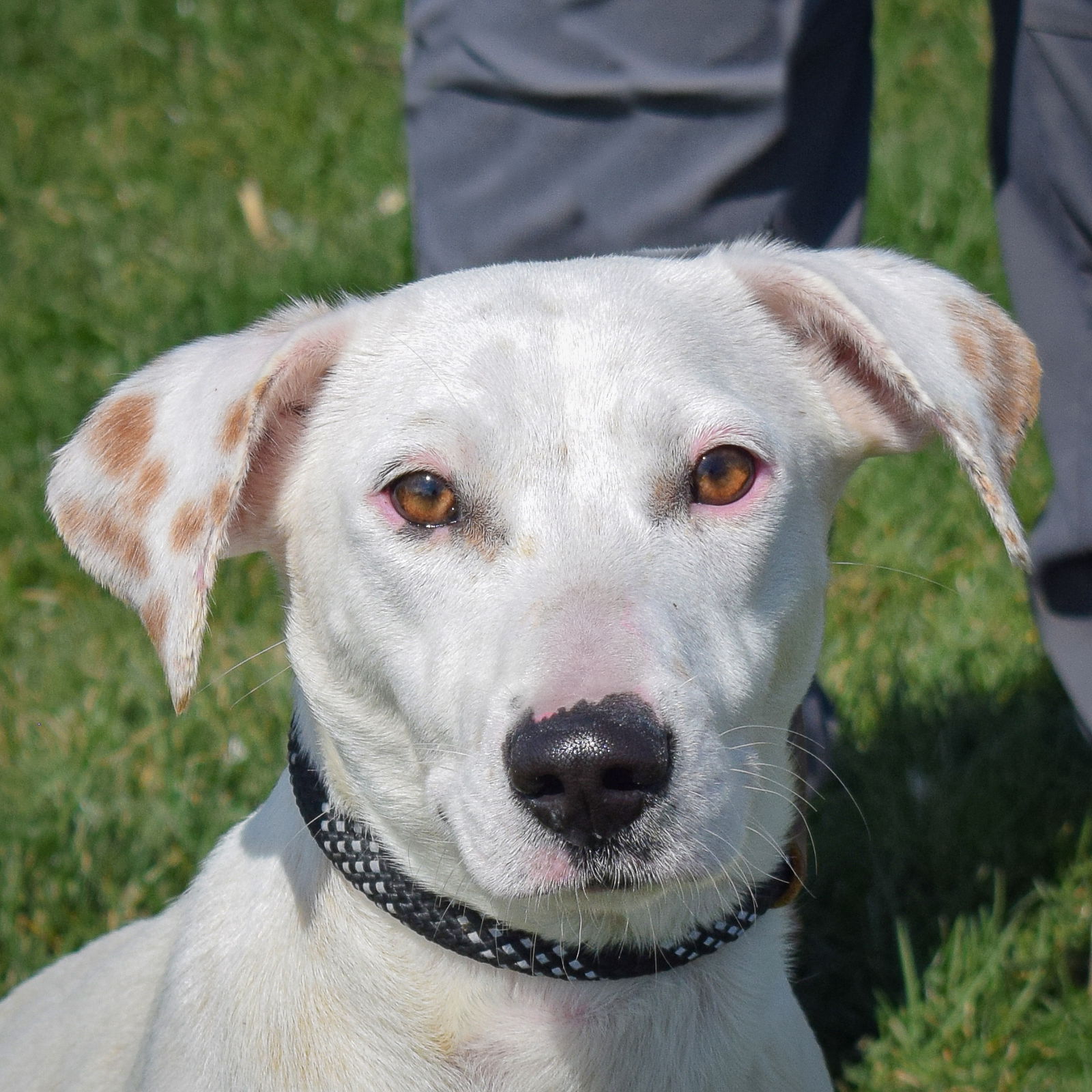 adoptable Dog in Huntley, IL named Sahiri