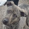 adoptable Dog in huntley, IL named Grover
