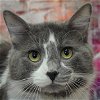 adoptable Cat in huntley, IL named Ollie