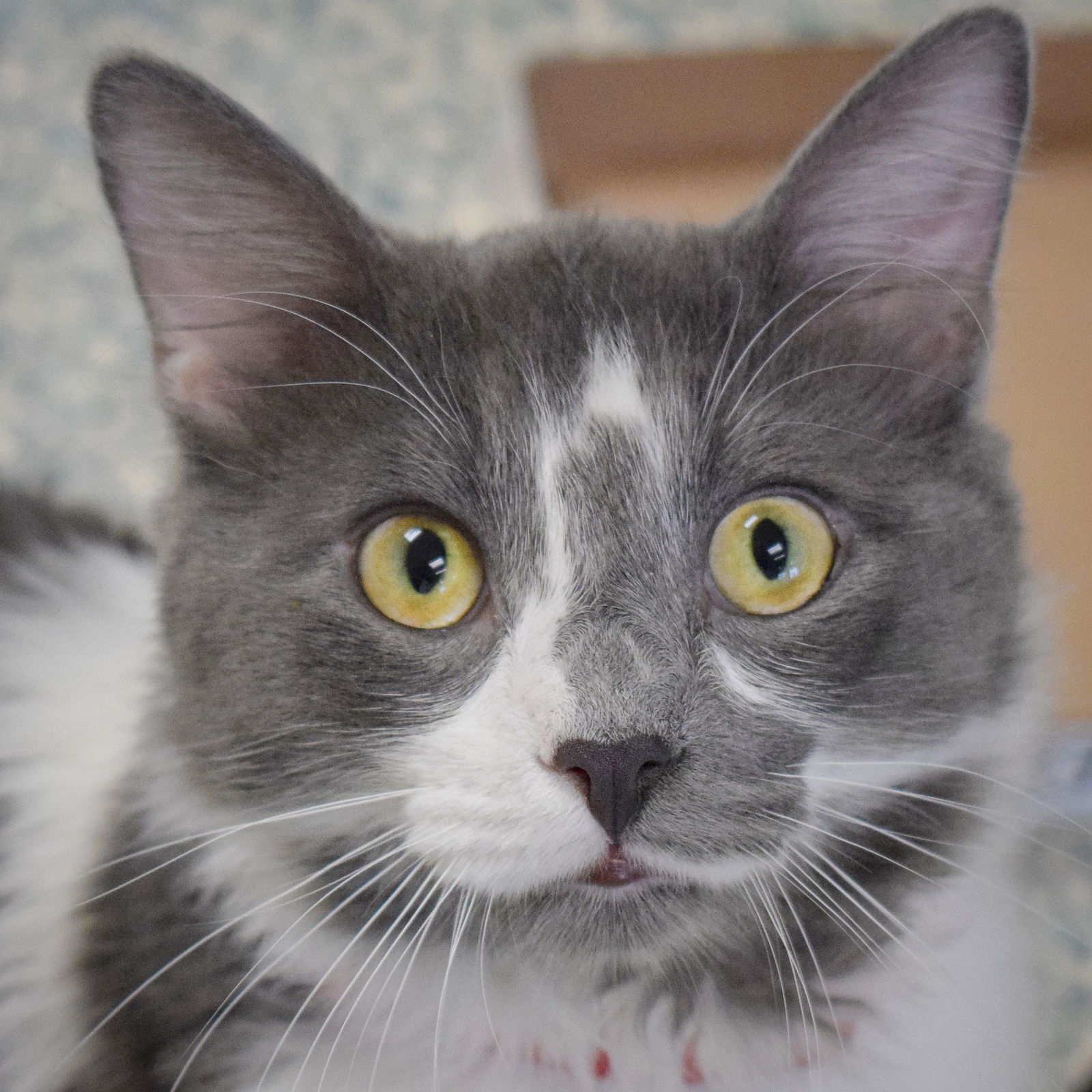 adoptable Cat in Huntley, IL named Ollie