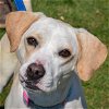 adoptable Dog in huntley, IL named Ursula