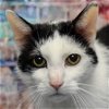 adoptable Cat in huntley, IL named Cody