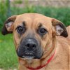 adoptable Dog in huntley, IL named Roxanne