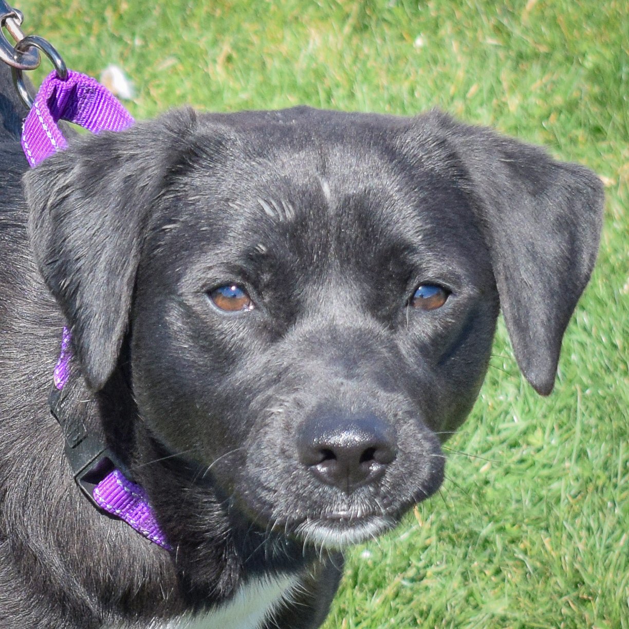 adoptable Dog in Huntley, IL named Loki