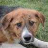 adoptable Dog in huntley, IL named Barry Bonds