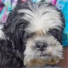 adoptable Dog in huntley, IL named Fluffy