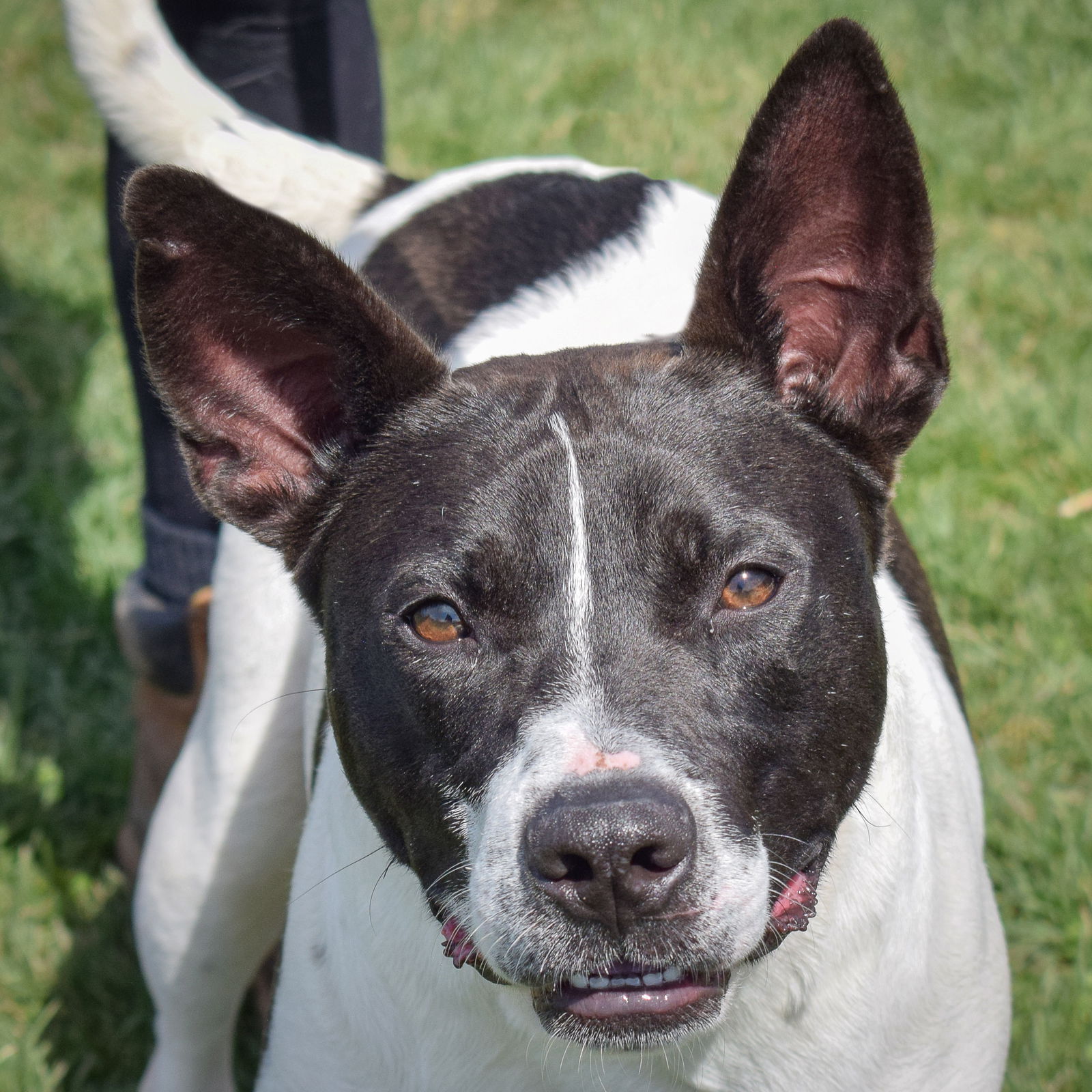 adoptable Dog in Huntley, IL named Felix