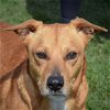 adoptable Dog in , IL named Luca