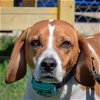 adoptable Dog in huntley, IL named Bagel